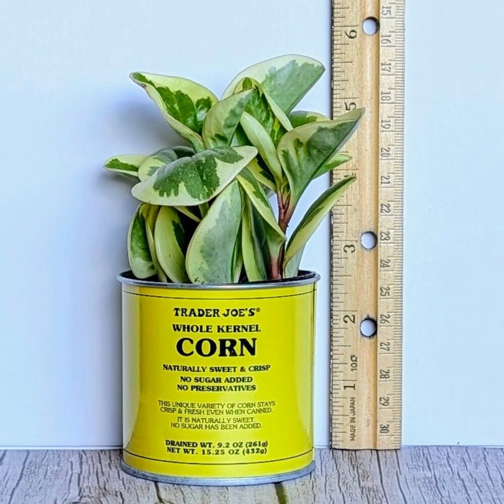 🌿 Trader Joe's 3" Mini Can Food Planter w/ Foliage -NWT - Picture 2 of 6